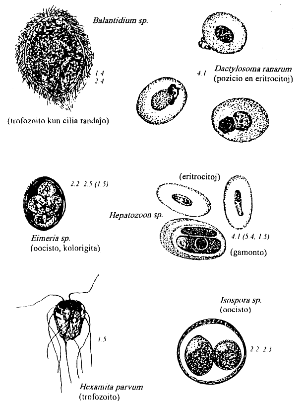 protzooj de amfibioj kaj reptilioj