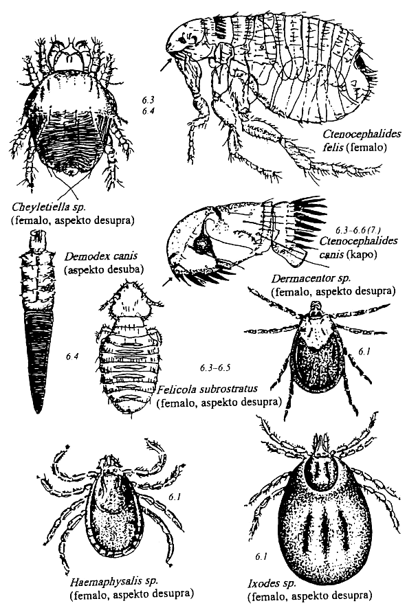 artropodoj de hundo kaj kato
