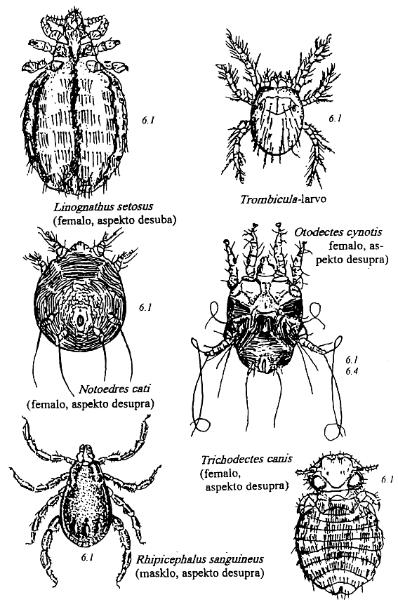 artropodoj de hundo kaj kato