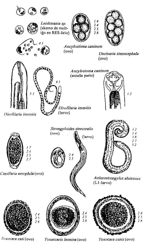 nematodoj de hundo kaj kato