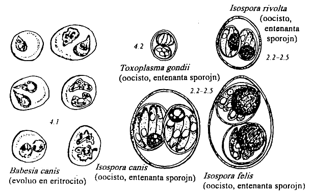 protzooj de hundo kaj kato