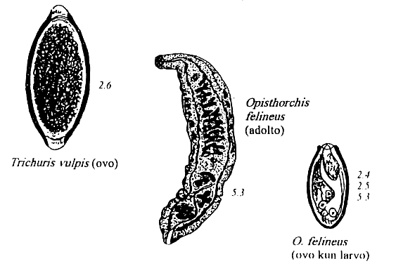 trematodoj de hundo kaj kato