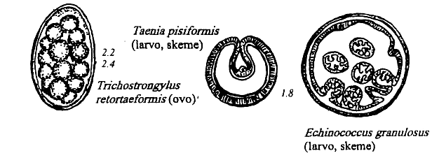 cestodoj de kuniklo kaj kobajo