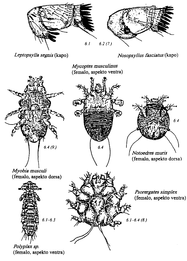 artropodoj de muso rato hamstro