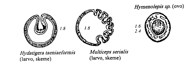cestodoj de muso rato hamstro