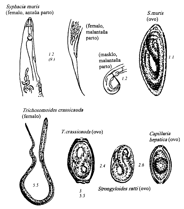 nematodoj de muso rato hamstro
